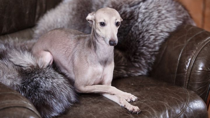 Do Greyhounds Shed? What To Expect From Living With Them