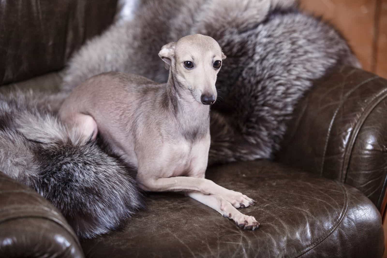 a beautiful greyhound sitting on the sofa with a gray fur cloth