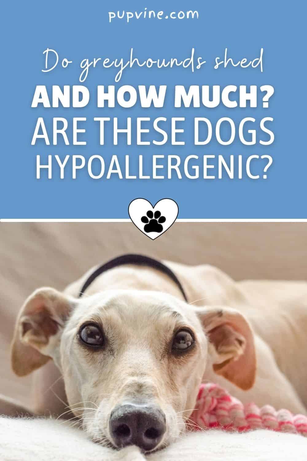 Do Greyhounds Shed And How Much? Are These Dogs Hypoallergenic?