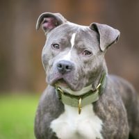 Pitbulls Shed stands and stares in front of him