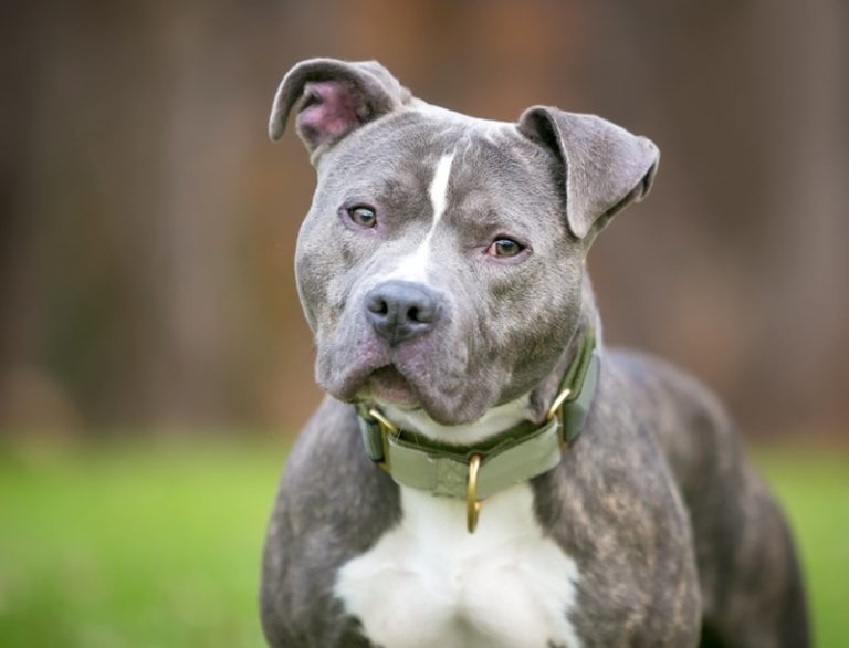 Pitbulls Shed stands and stares in front of him