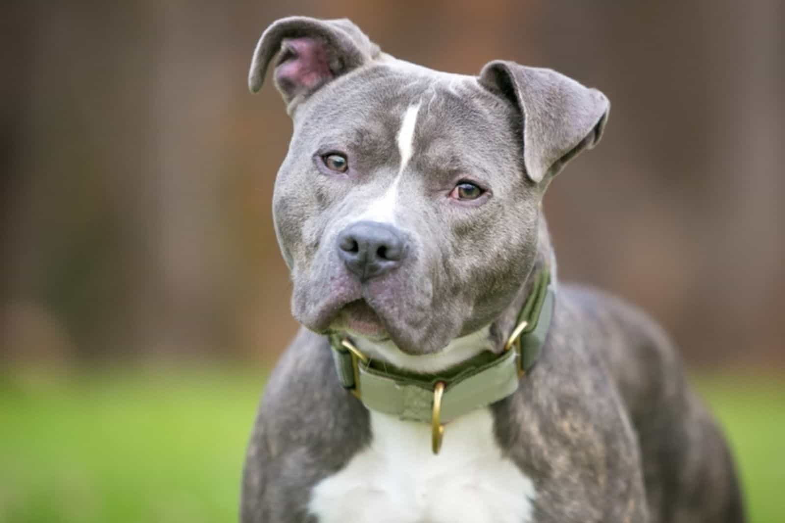 Pitbull stands and looks in front of him