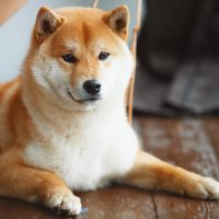 Shiba Inu is lying on the floor