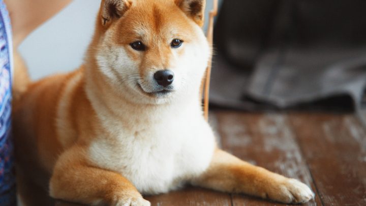 Do Shiba Inus Shed? A Guide to Taking Care of Your Shiba Inu Pup