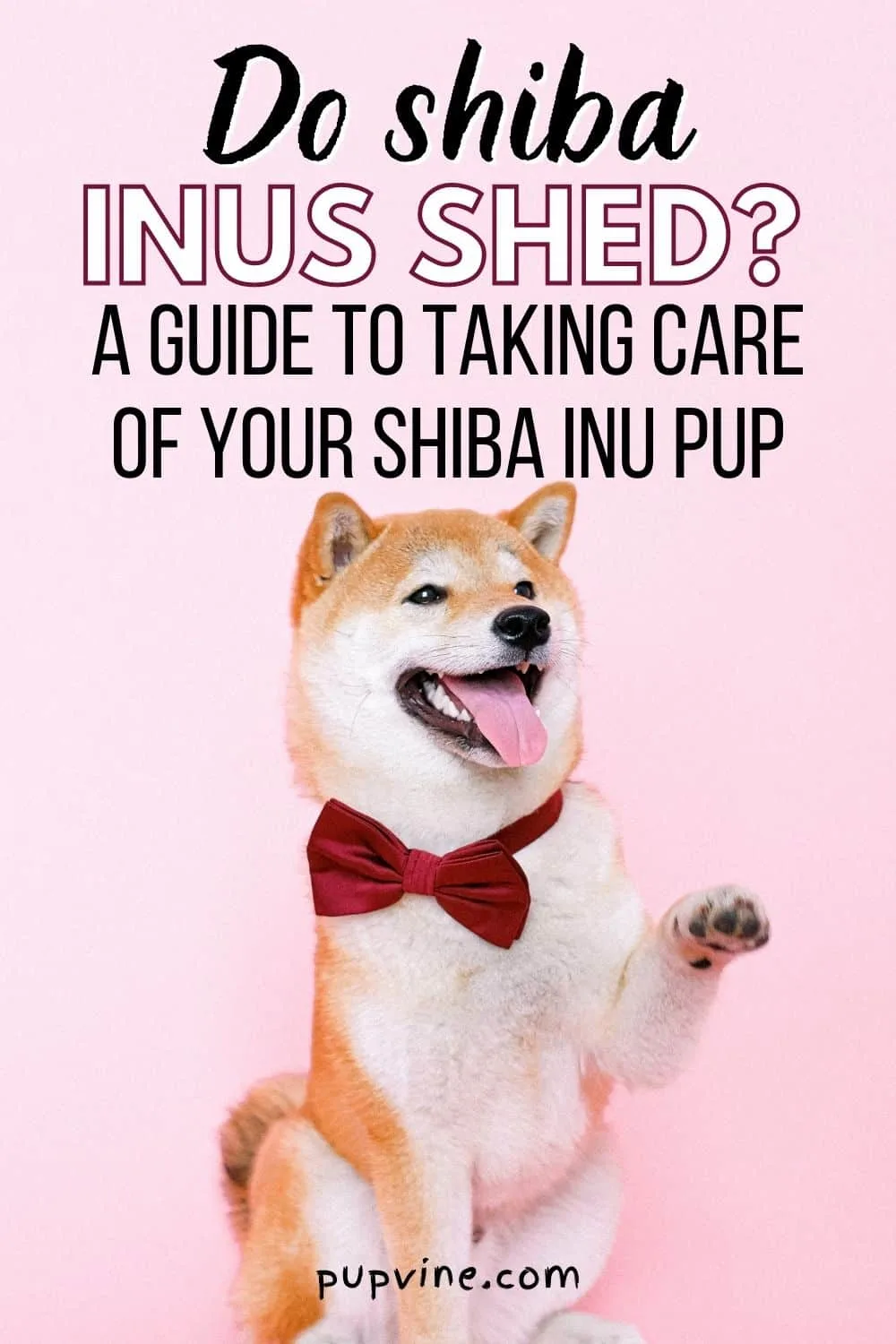 Do Shiba Inus Shed? A Guide to Taking Care of Your Shiba Inu Pup