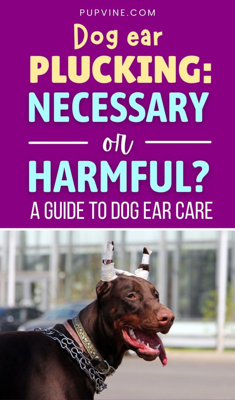 Dog Ear Plucking Necessary Or Harmful? A Guide To Dog Ear Care
