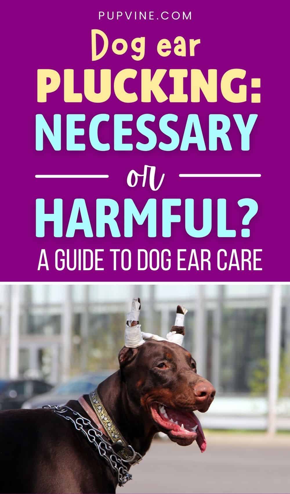 Dog Ear Plucking: Is It Necessary Or Harmful?