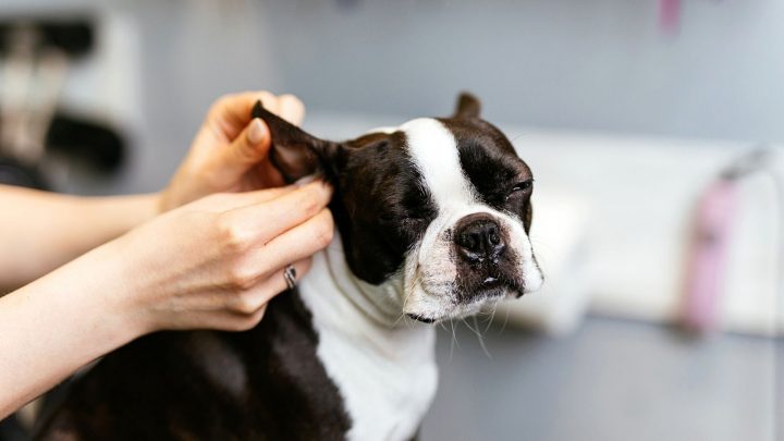 Dog Ear Plucking: Is It Necessary Or Harmful?