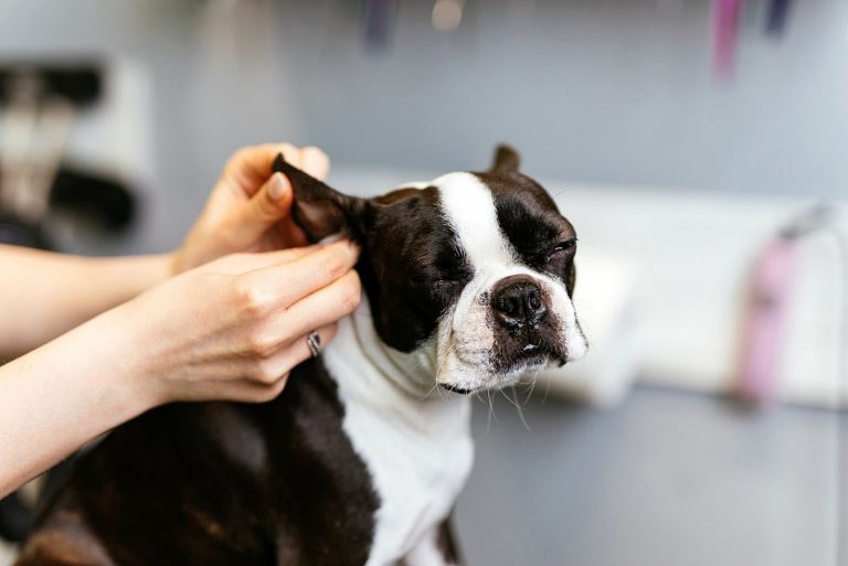 a woman cleans the ear of a French bulldog
