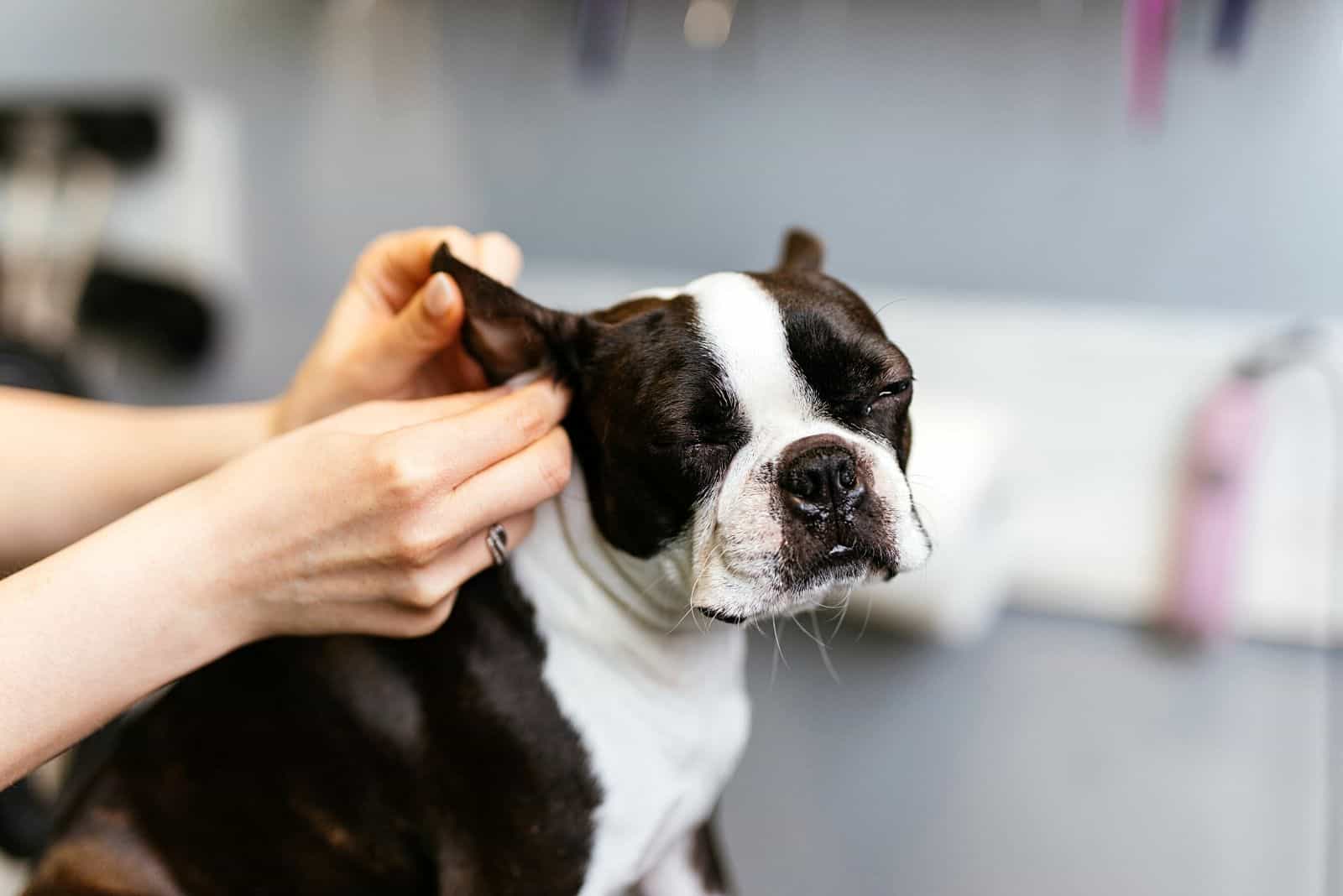 Dog Ear Plucking: Is It Necessary Or Harmful?