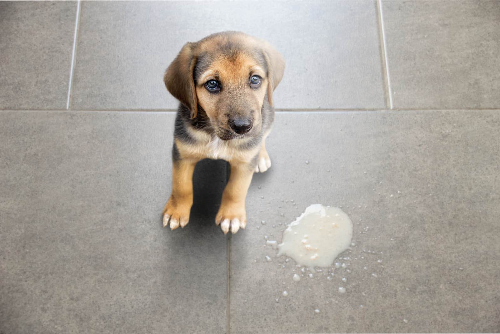 Dog vomit in the living room on the floor 