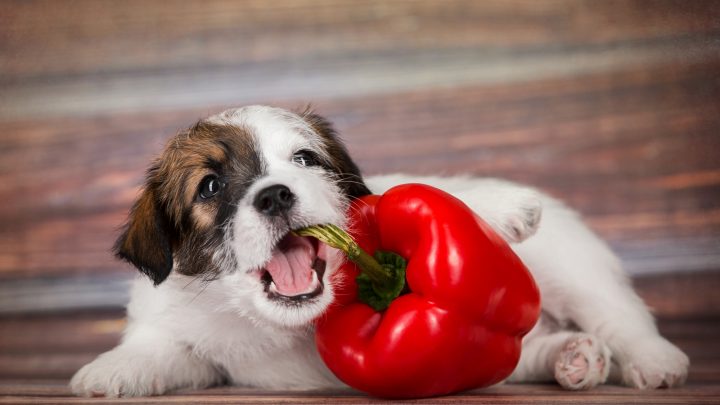 Dogs And Spices: Can Dogs Eat Paprika?