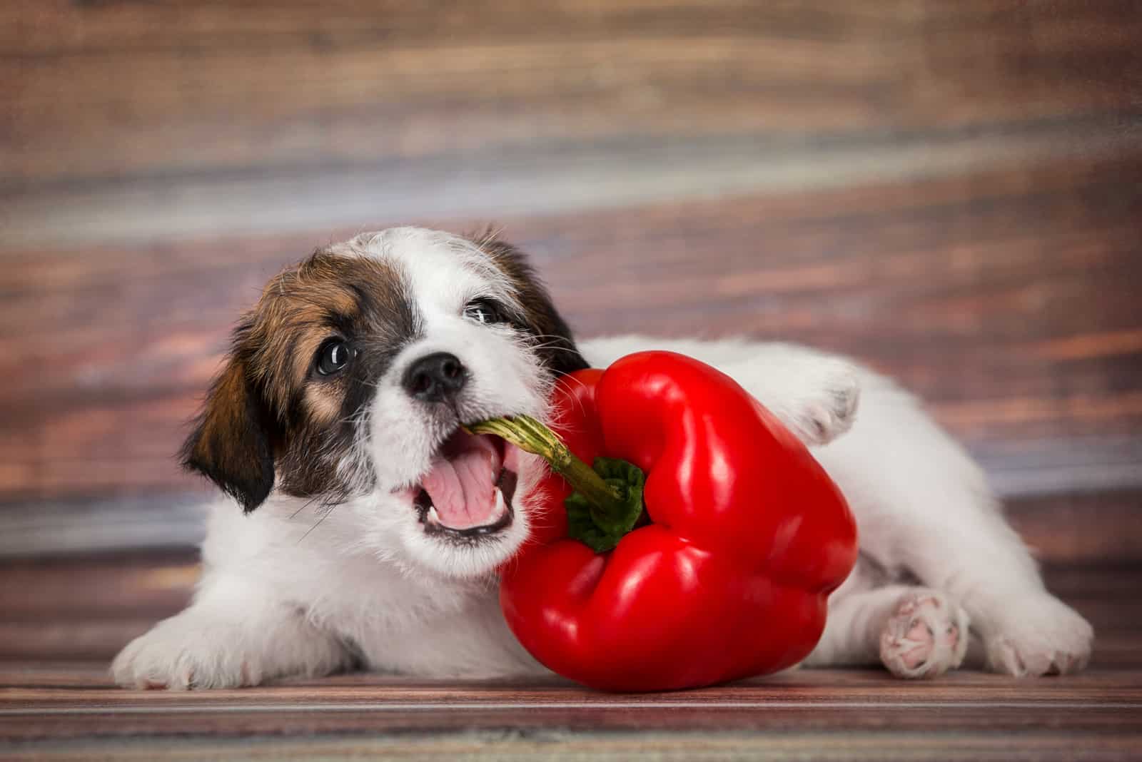 the little dog holds the pepper in his mouth