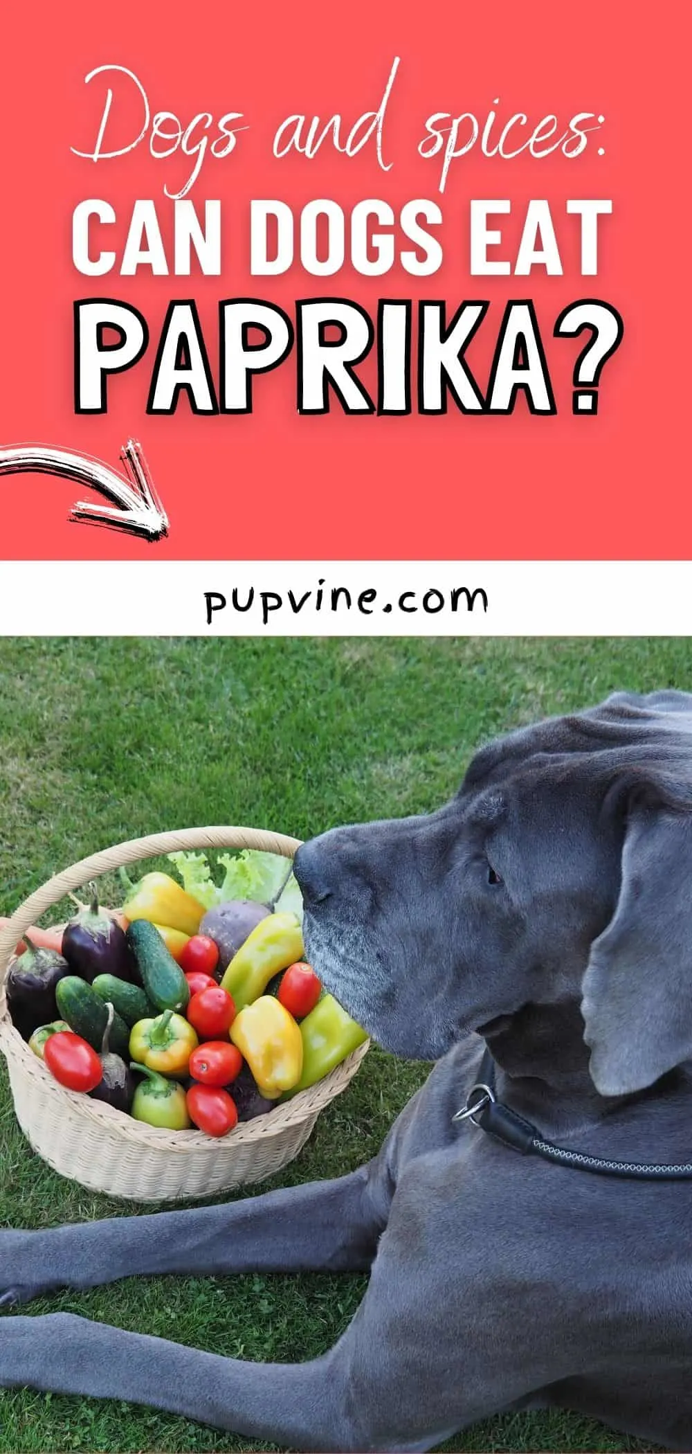 Dogs and spices: Can dogs eat paprika?