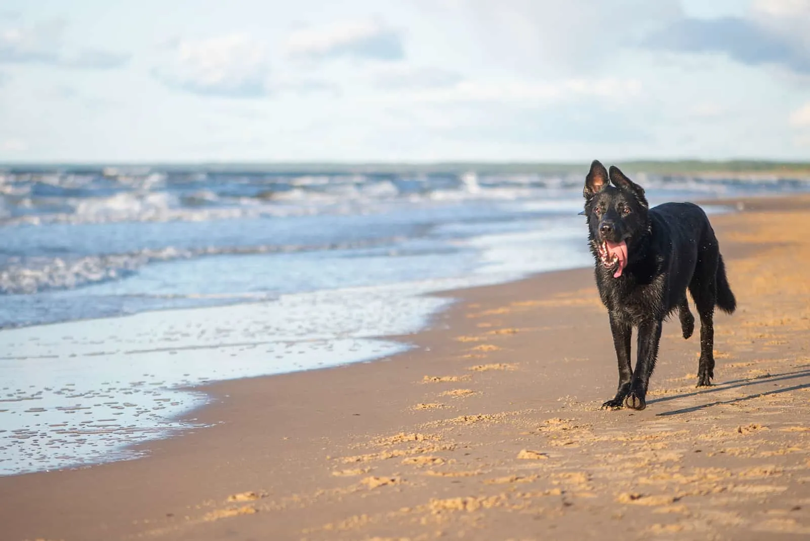 Eastern European shepherd black run at the sea beach