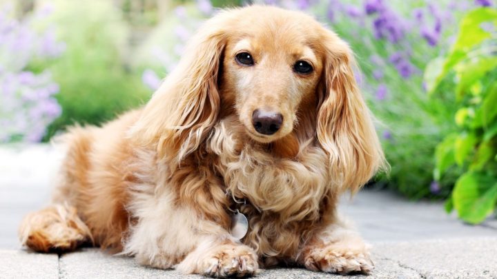 English Cream Dachshund – A Short And Unique Doggie