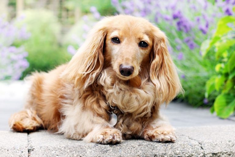 a beautiful english cream dachshund lying on the floor outdoors