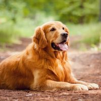 golden retriever resting