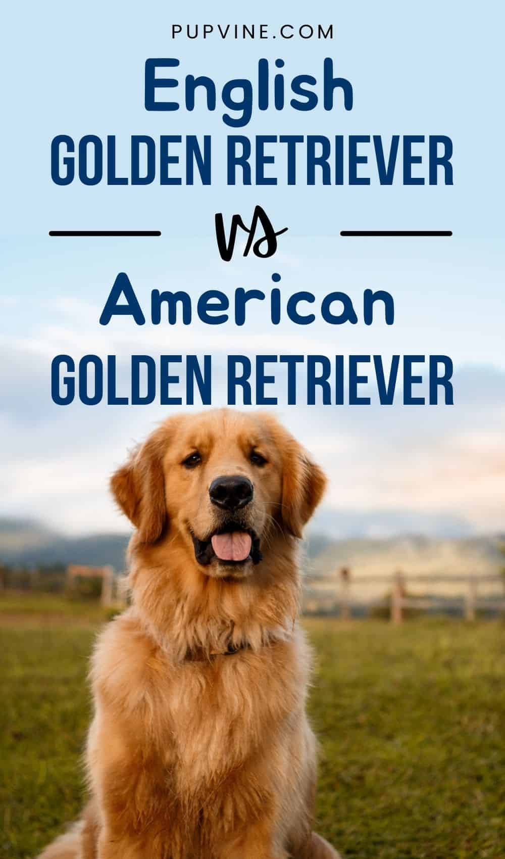 English Golden Retriever vs American Golden Retriever
