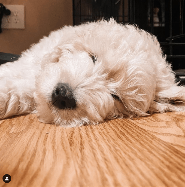 English Goldendoodle sleeping