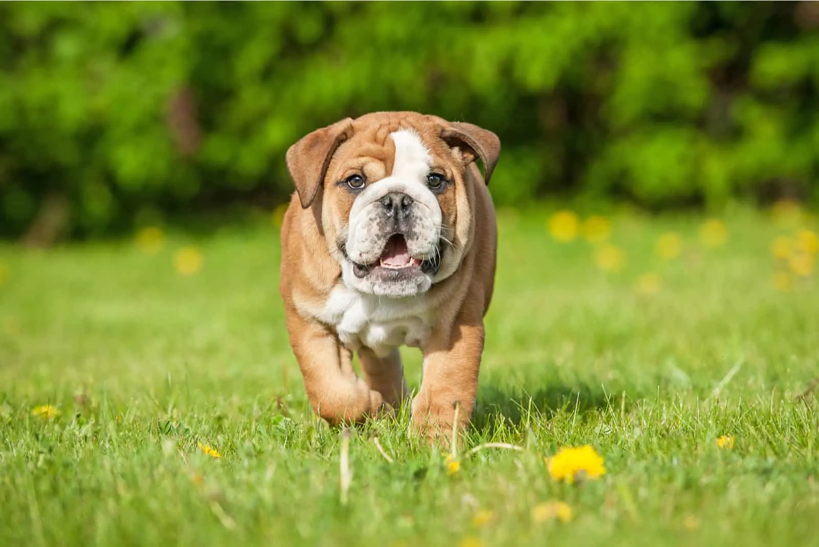 English bulldog puppy running