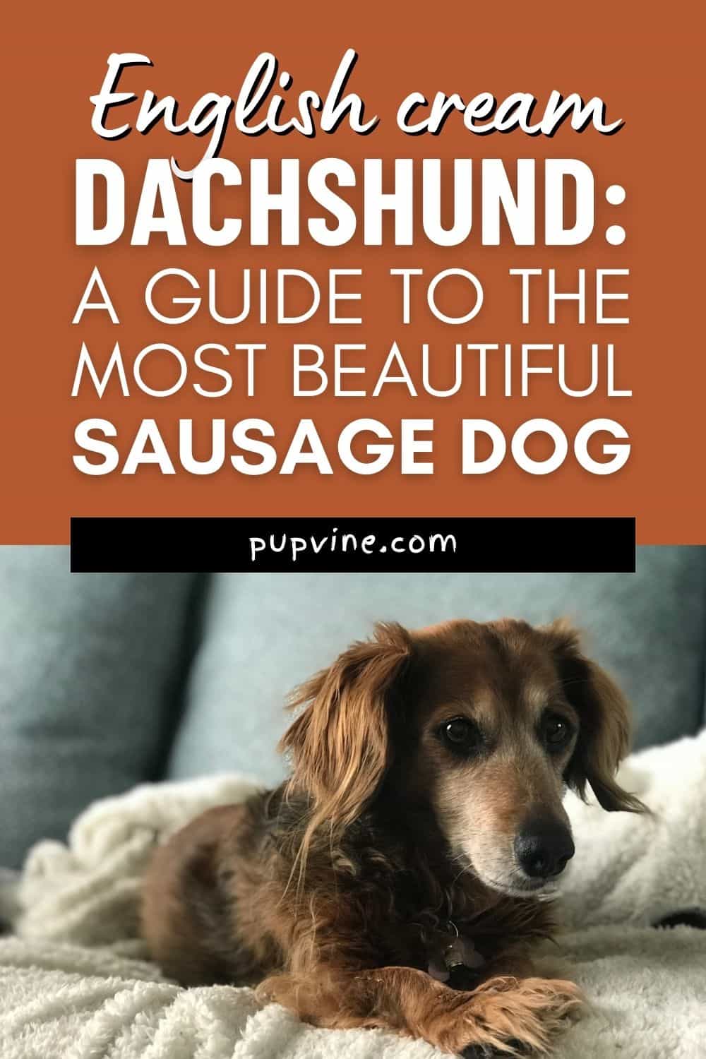 English Cream Dachshund - A Guide To The Most Beautiful Sausage Dog