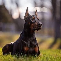 portrait of a laying Doberman outdoors