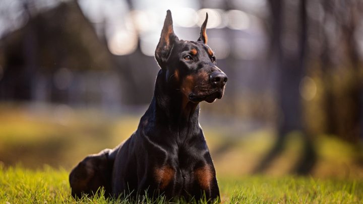 what is a european doberman