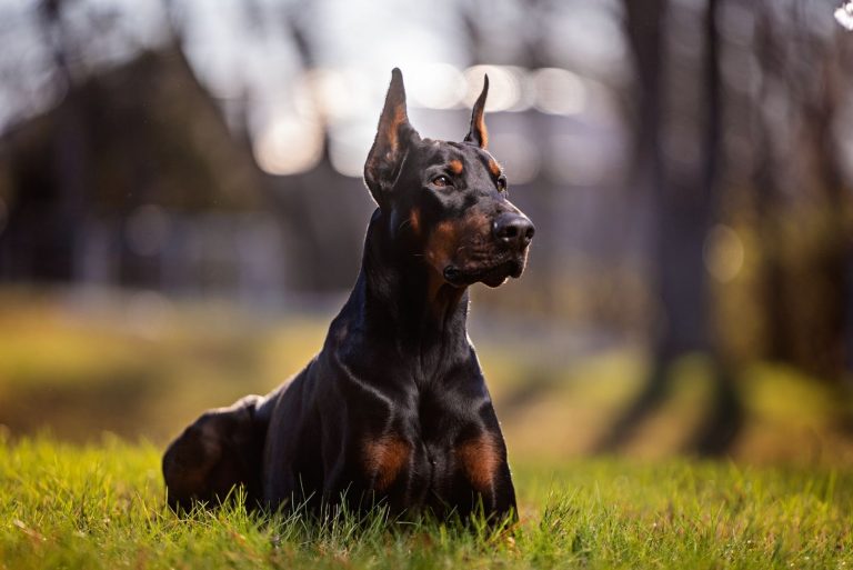 portrait of a laying Doberman outdoors