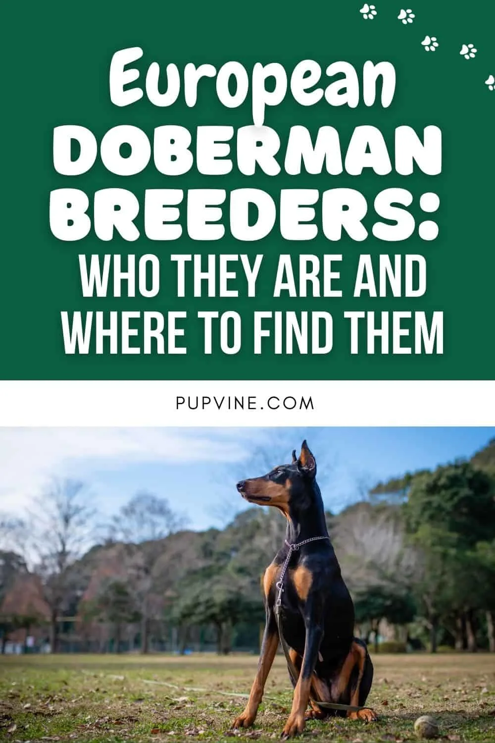 European Doberman Breeders: Who They Are And Where To Find Them