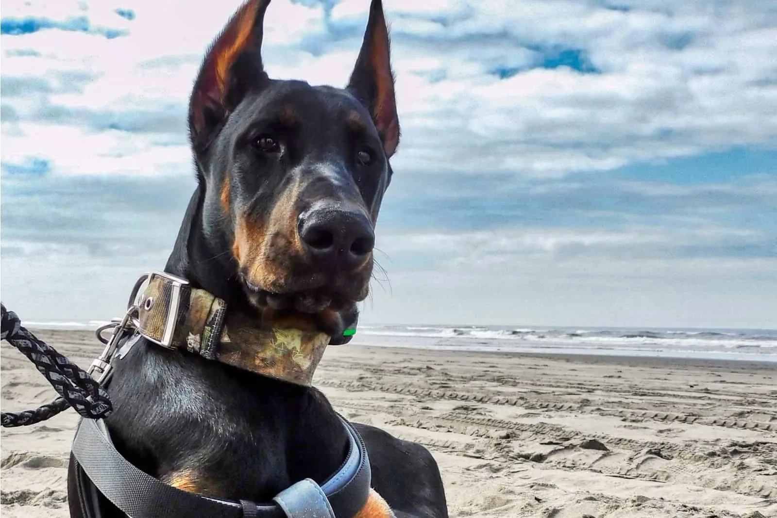 European Doberman lies and rests on the beach