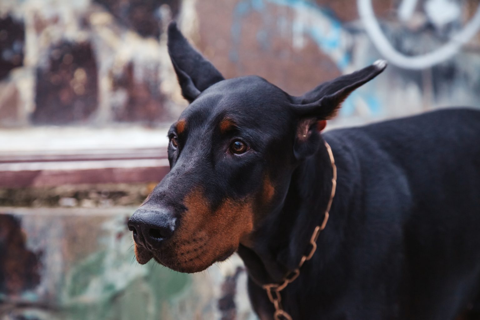 European Doberman Breeders Where To Find Them?