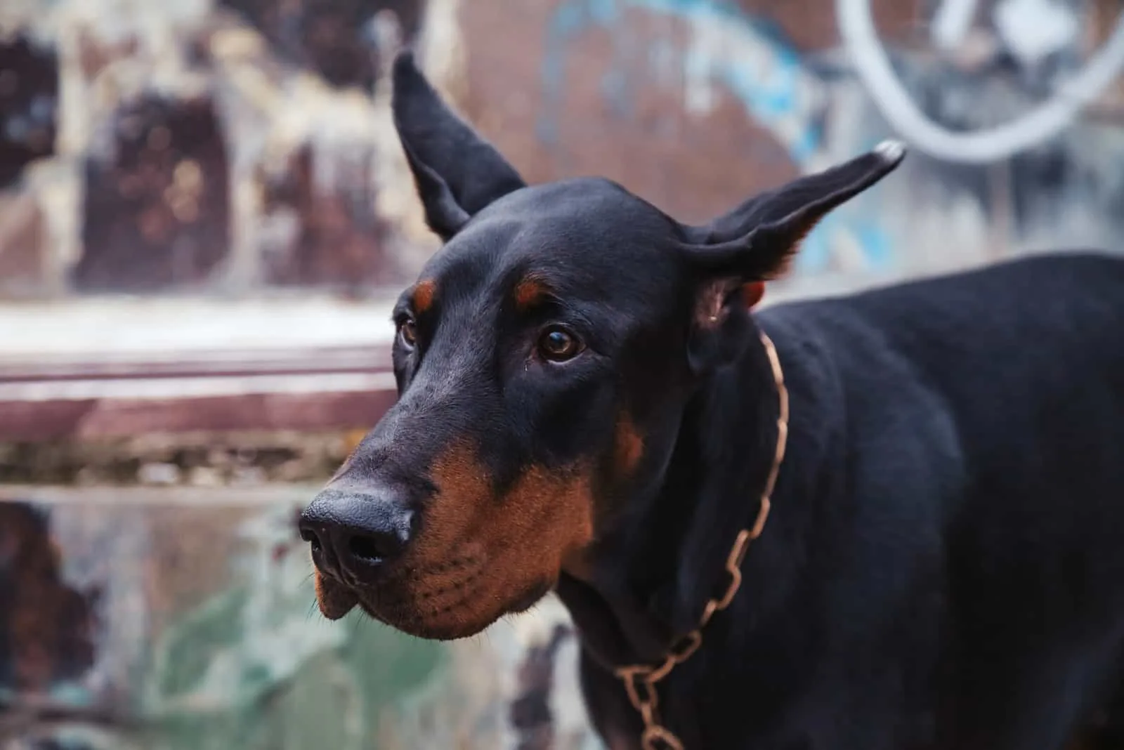 European Doberman stands and looks in front of him