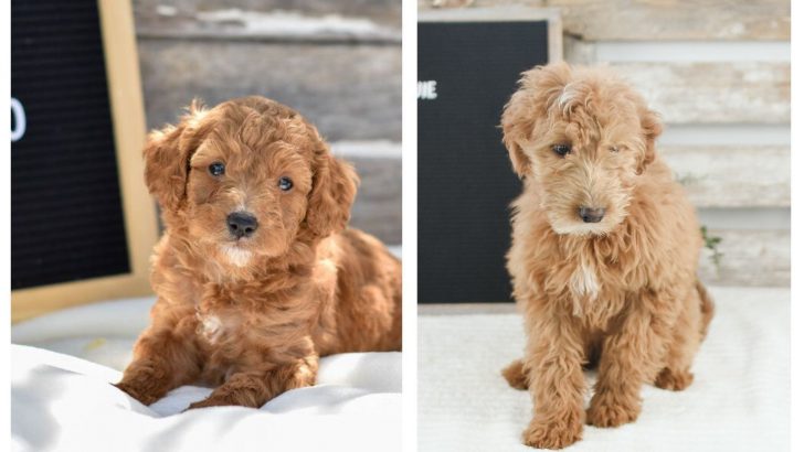 Exposing The Real Micro Goldendoodle