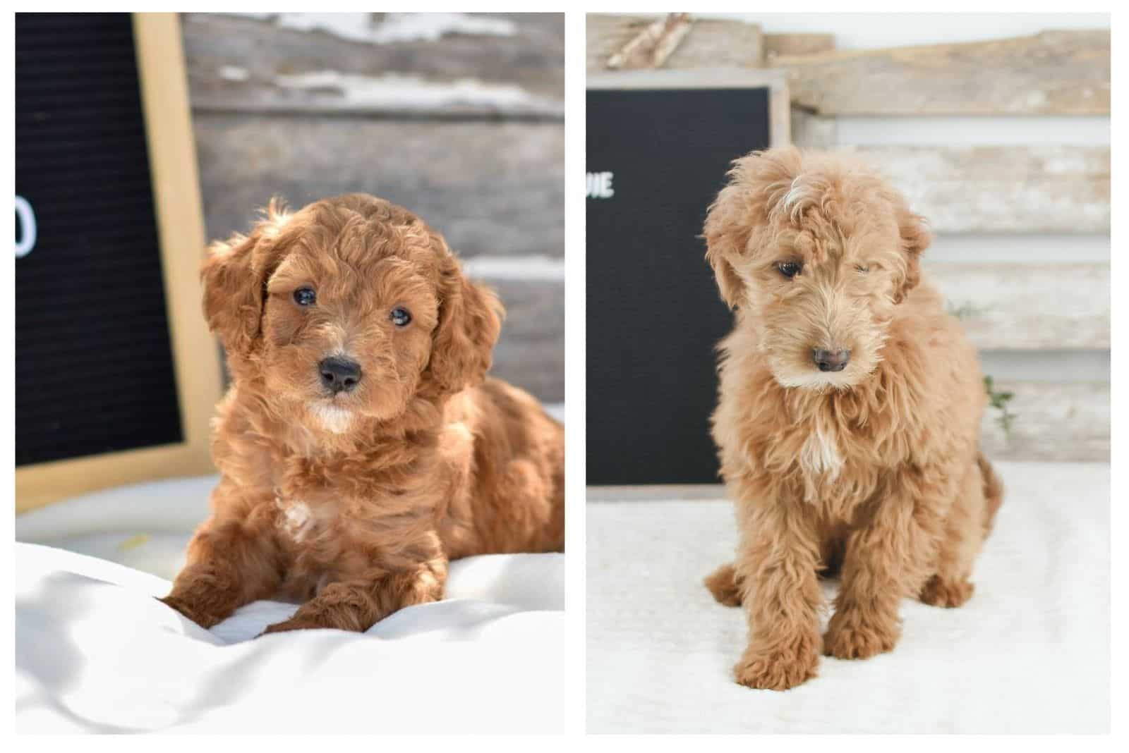 Exposing The Real Micro Goldendoodle