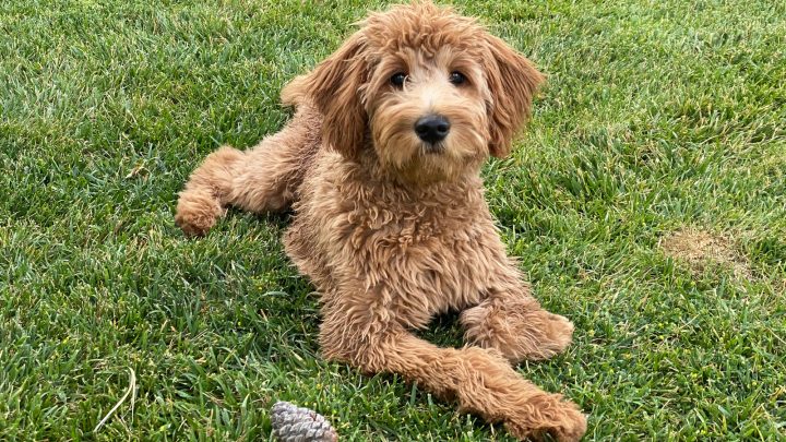 The F2B Goldendoodle: Everything You Need To Know About This Teddy Dog