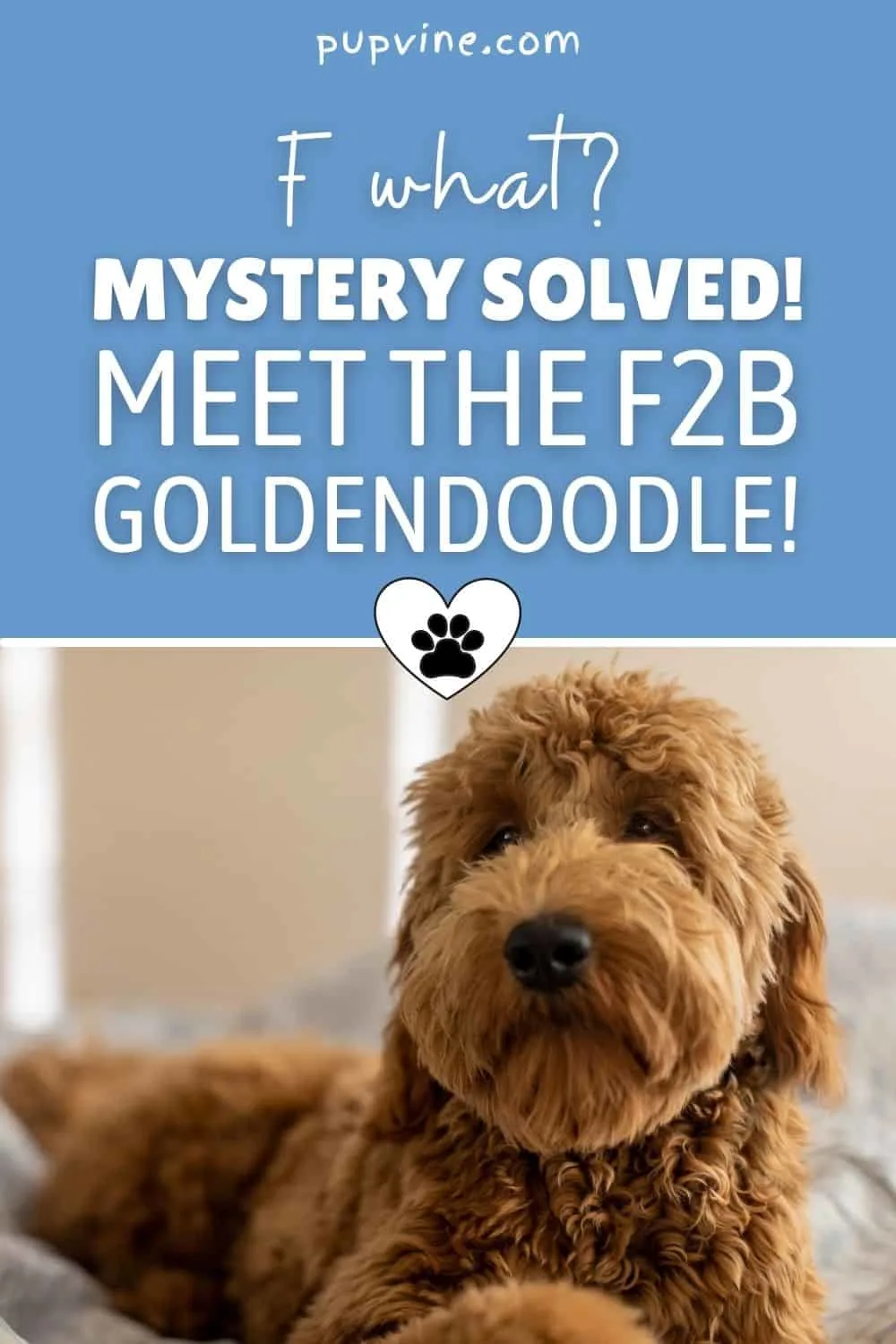 F What? Mystery Solved! Meet The F2B Goldendoodle!