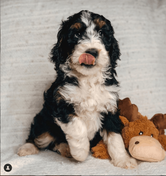 F1B Bernedoodle with toys
