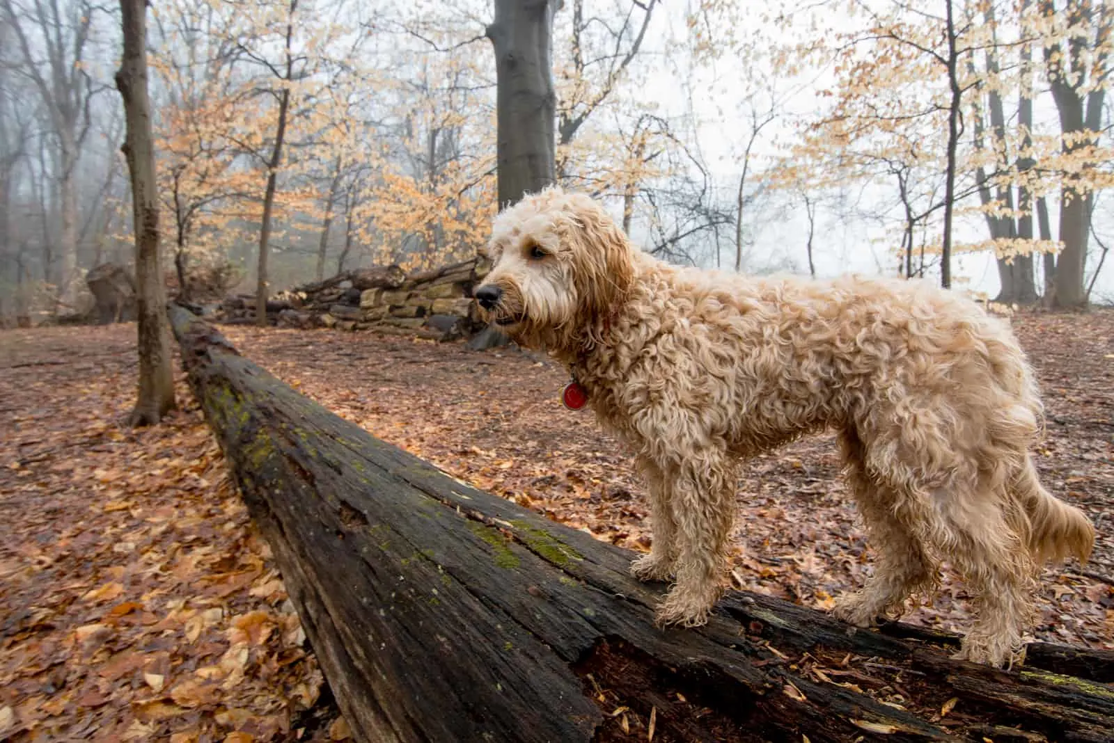 F1B Goldendoodle stands in the woods on a tree