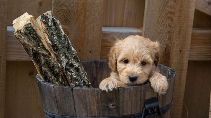 F1B Goldendoodle – All About Doodle Generations