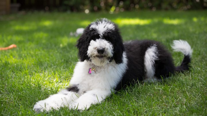 F1b Sheepadoodle: Is This The Right Dog For You?