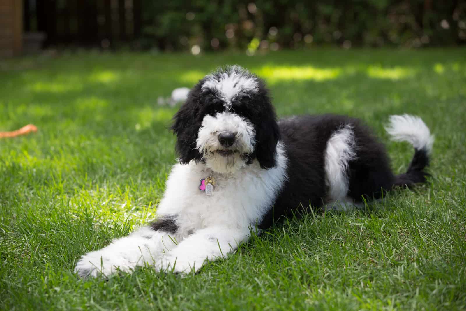 F1b Sheepadoodle: Is This The Right Dog For You?