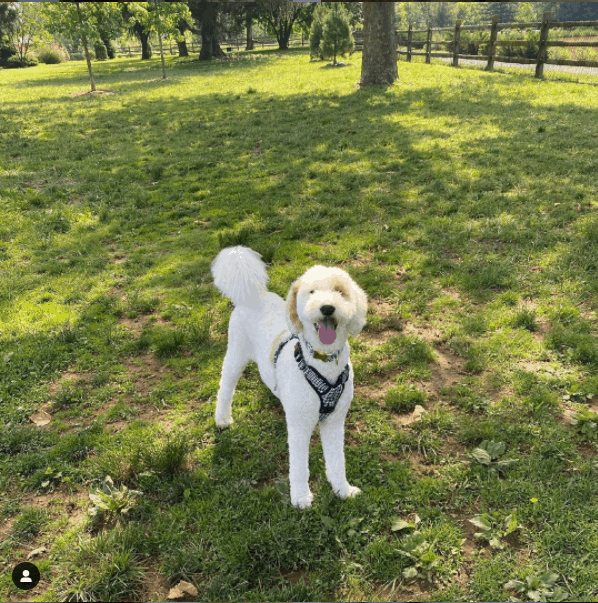 F1b Sheepadoodle in park