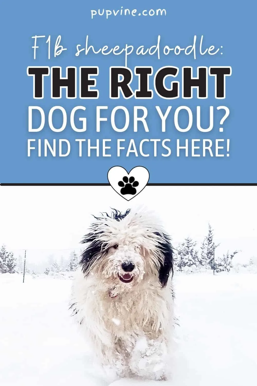 F1b Sheepadoodle: The Right Dog For You? Find The Facts Here!
