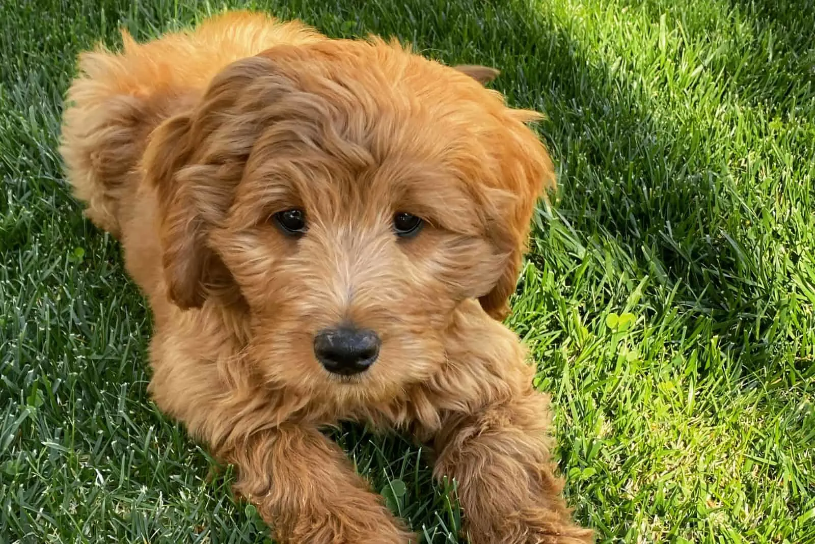 F2b Goldendoodle rests in the grass