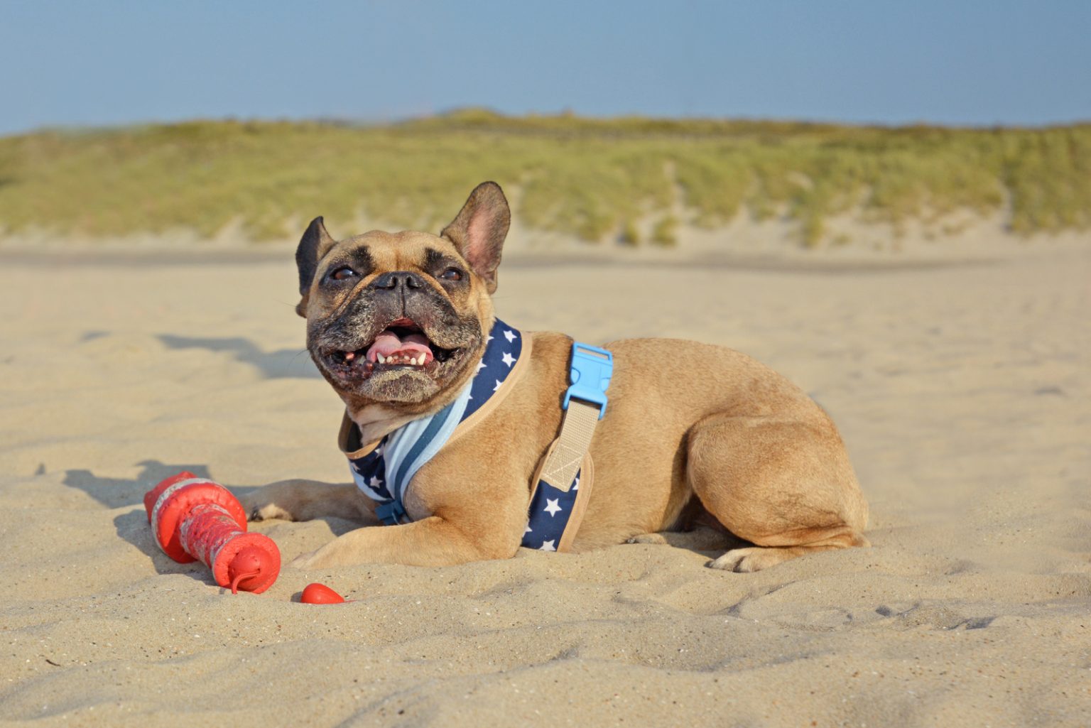 Is There A Chocolate French Bulldog? Rare Frenchie Coat Colors