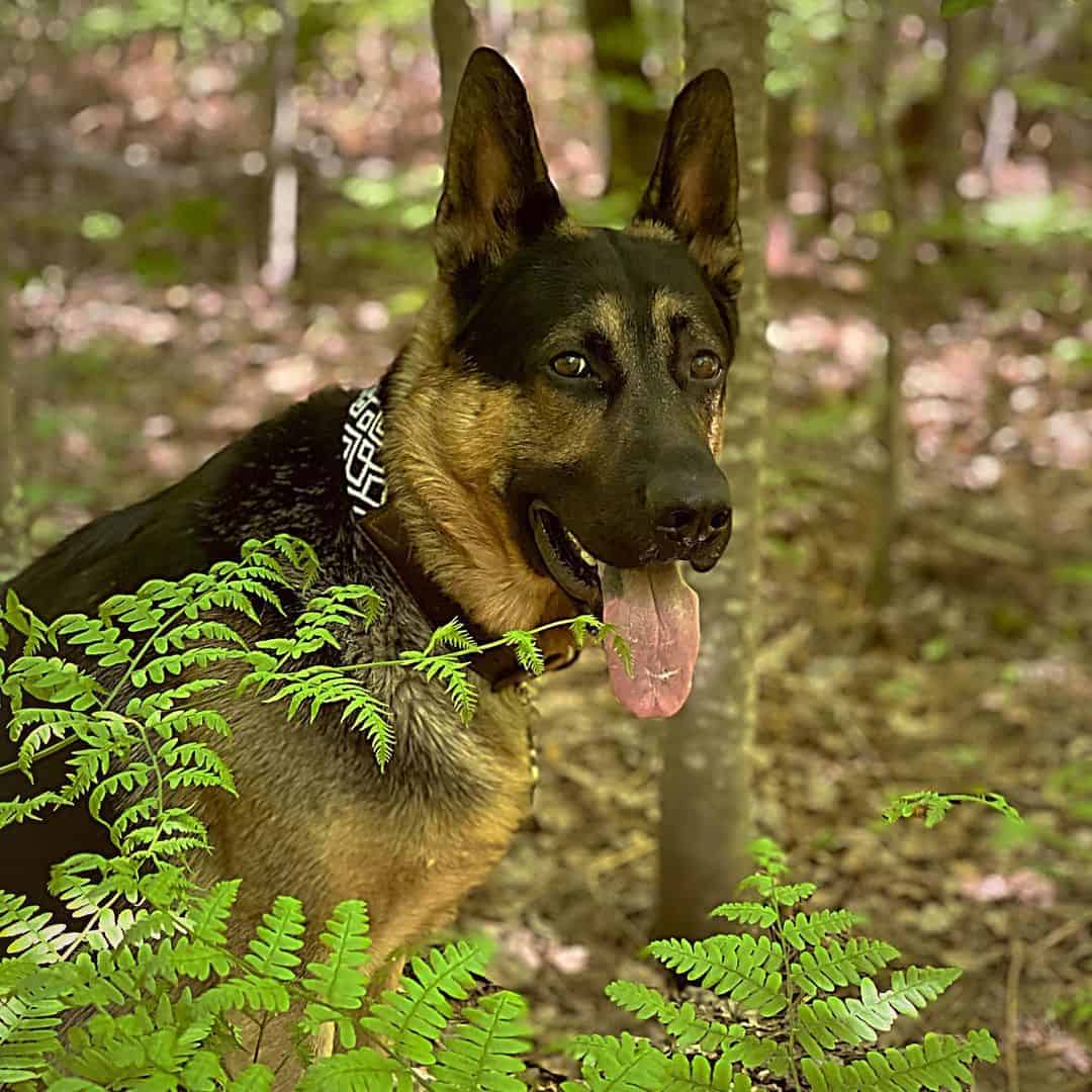 German Shepherd dog in forest