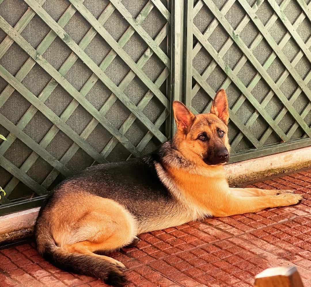 German Shepherd dog lying
