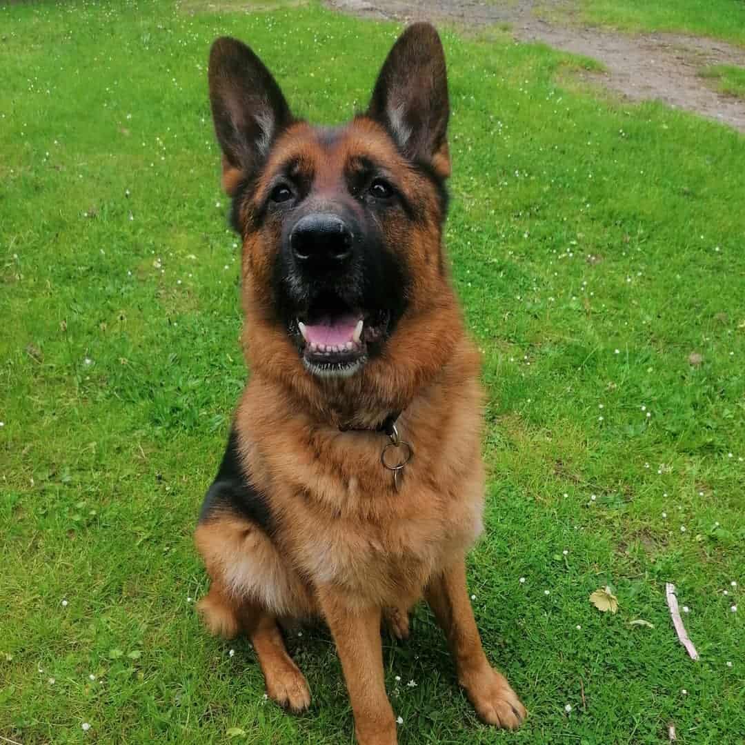 German Shepherd dog sitting on the grass