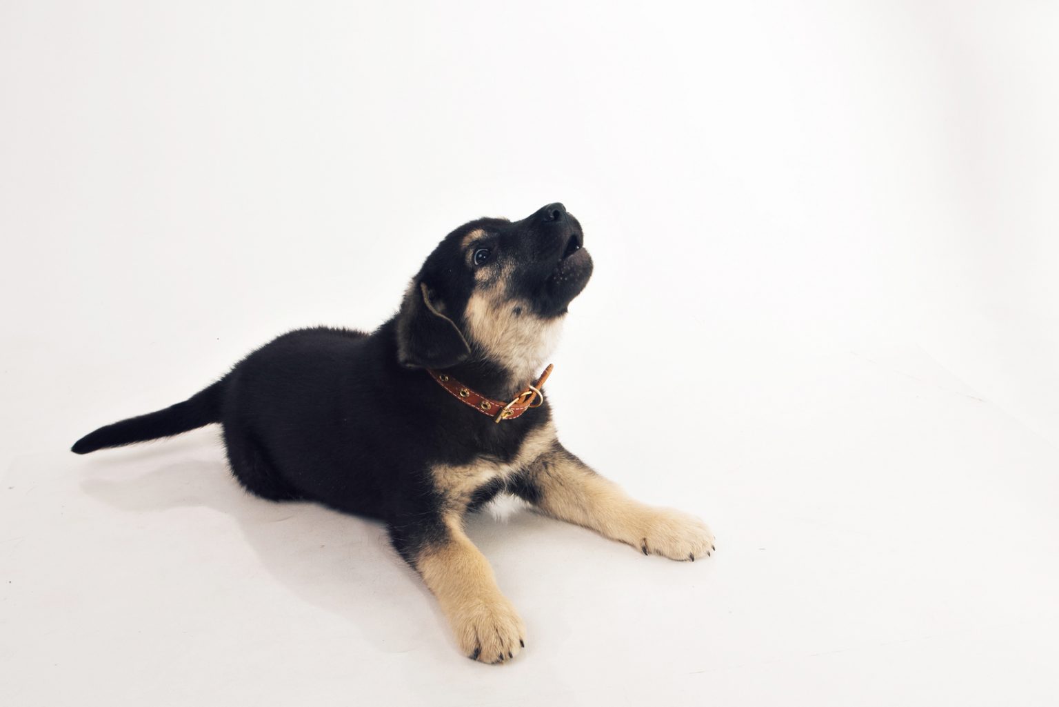 A German Shepherd Barking A Perfect Guide to Train Your GSD